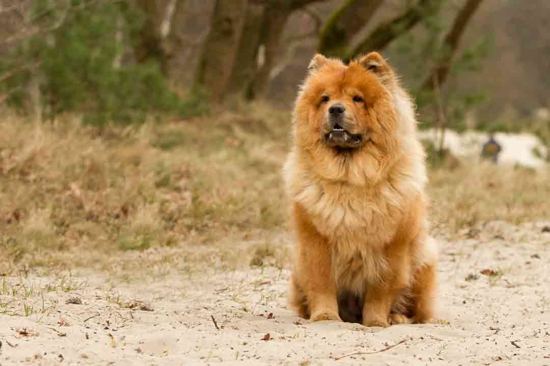 Ein sitzender Chow-Chow