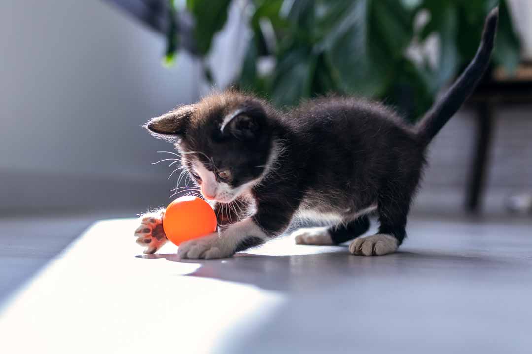 Das beste Spielzeug für Katzen hängt auch vom Tier ab.