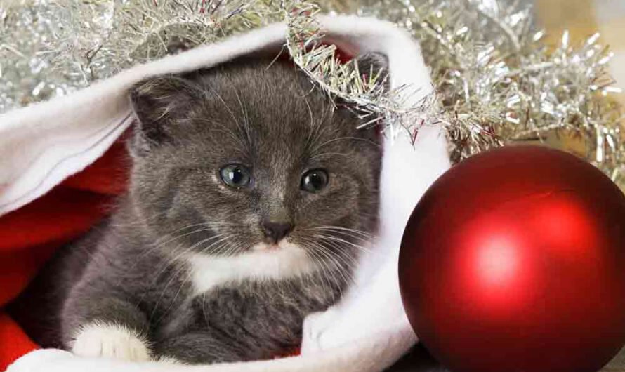 10 Weihnachtsgeschenke für die Katze