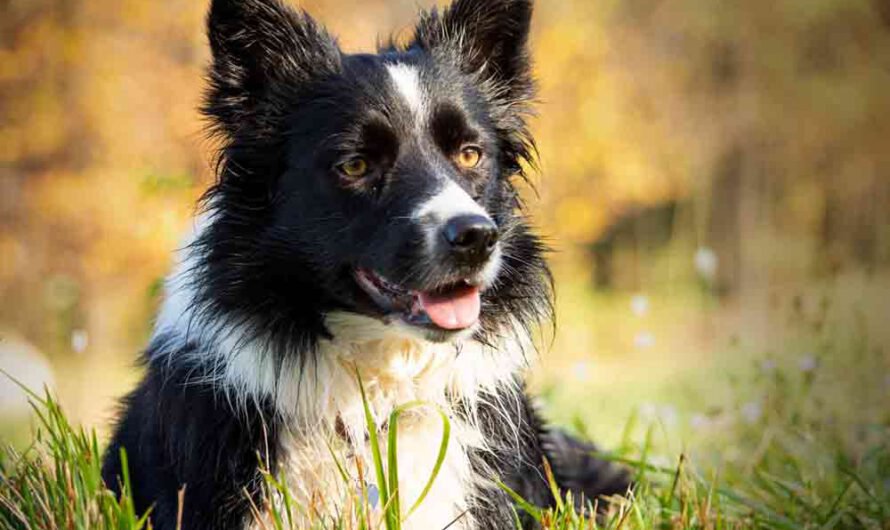 Border Collie: Fleißiger Arbeiter mit Herz