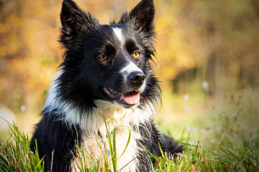 Border Collie im Freien