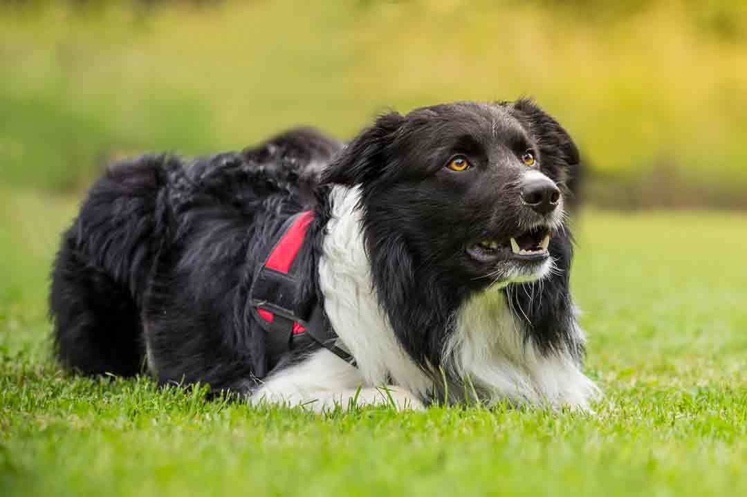 Ein Border Collie beim Hüten