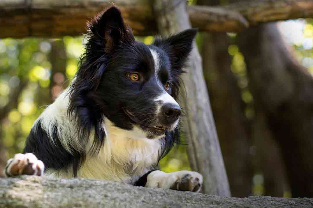 Der Border Collie ist ein Hütehund