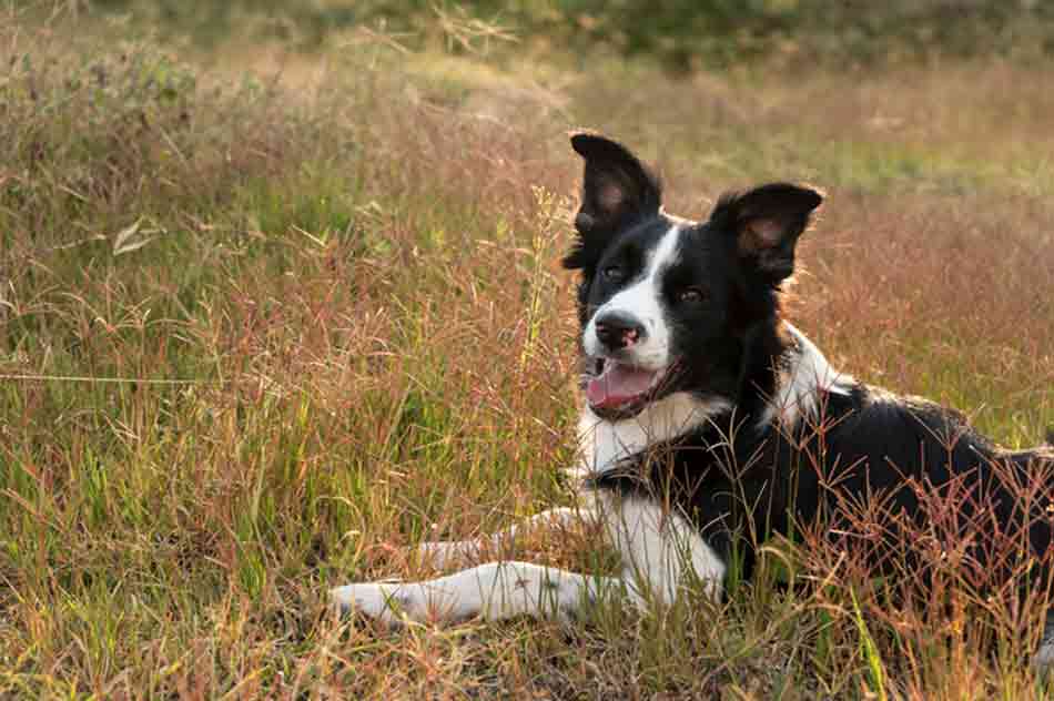 Ein Border Collie liegt im Feld