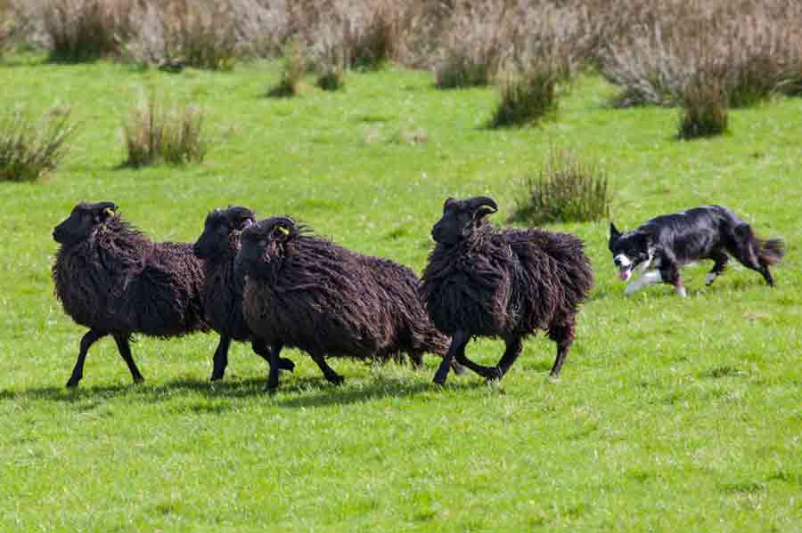 Border Collie bei der Arbeit