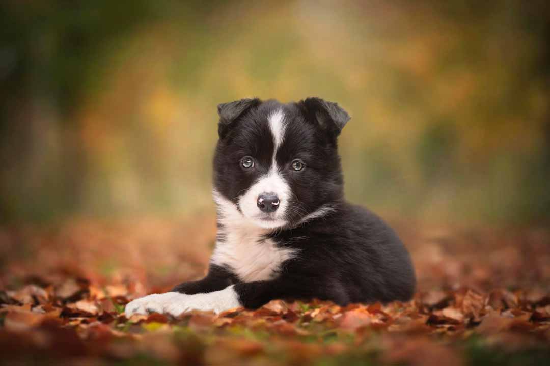 Border Collie: Ein Welpe liegt im Laub