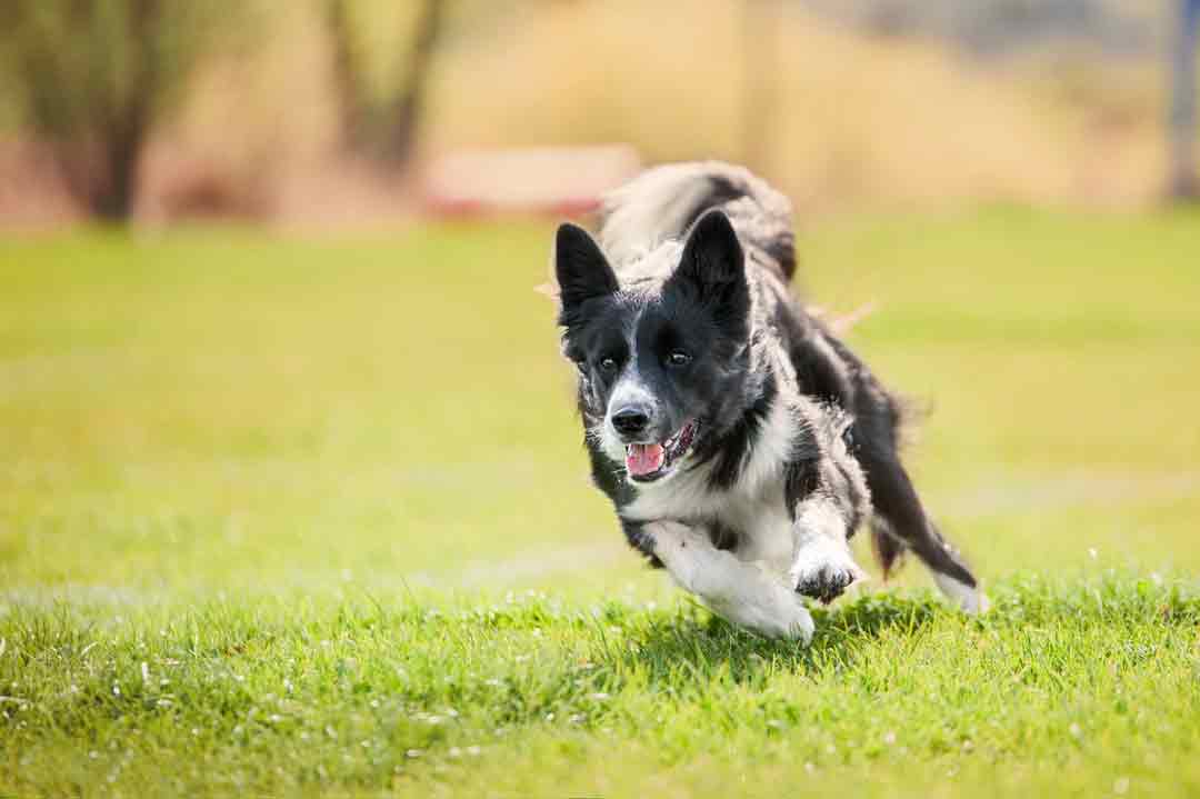 Ein Border Collie in voller Fahrt