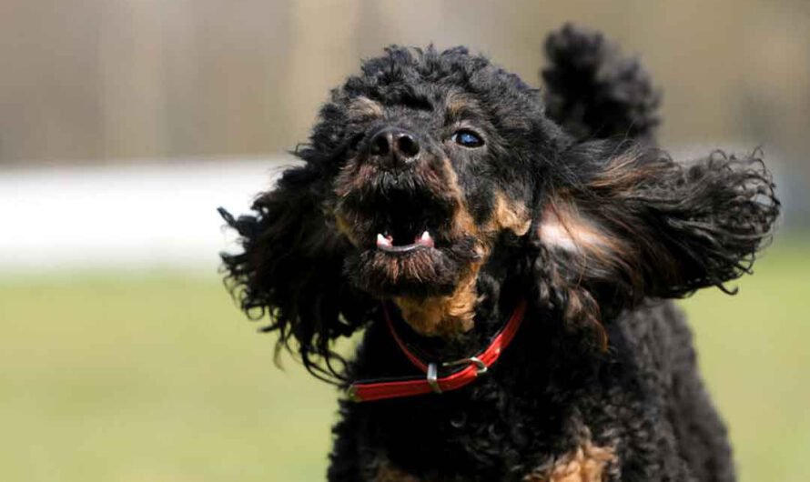 So gewöhnst Du Deinem Hund das Dauerbellen ab