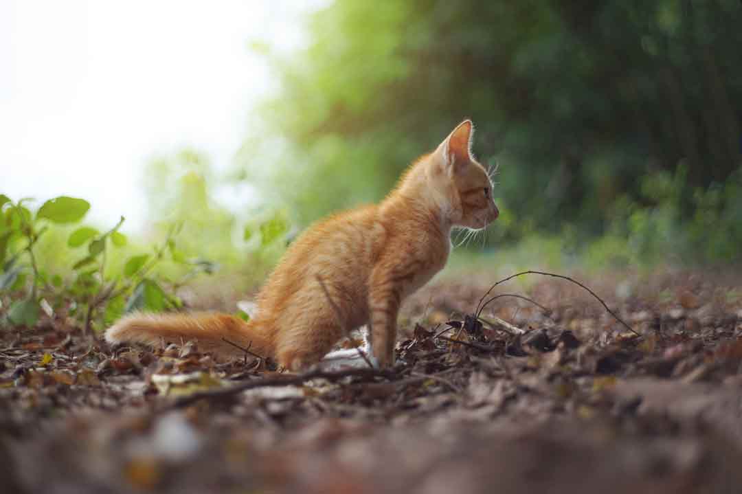 So geht die Katze draußen aufs Klo