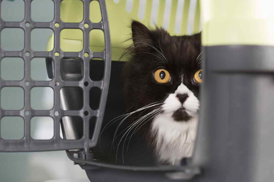 Die Katze an die Transportbox gewöhnen: So geht's