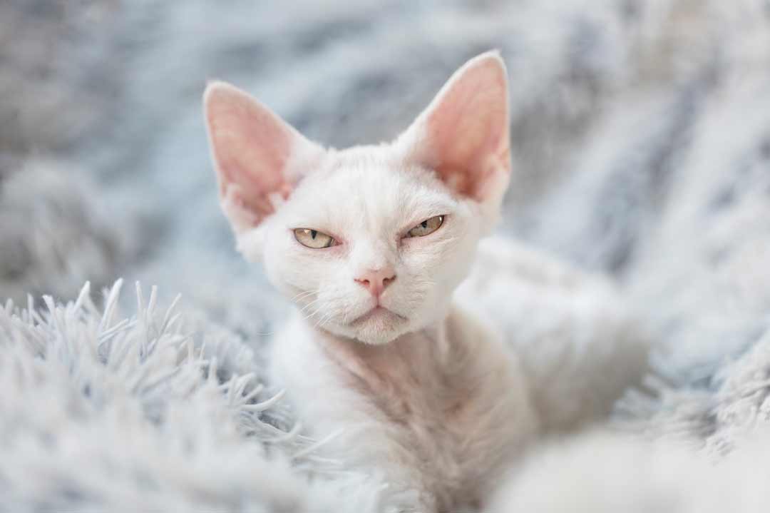 Wütende Devon-Rex-Katze