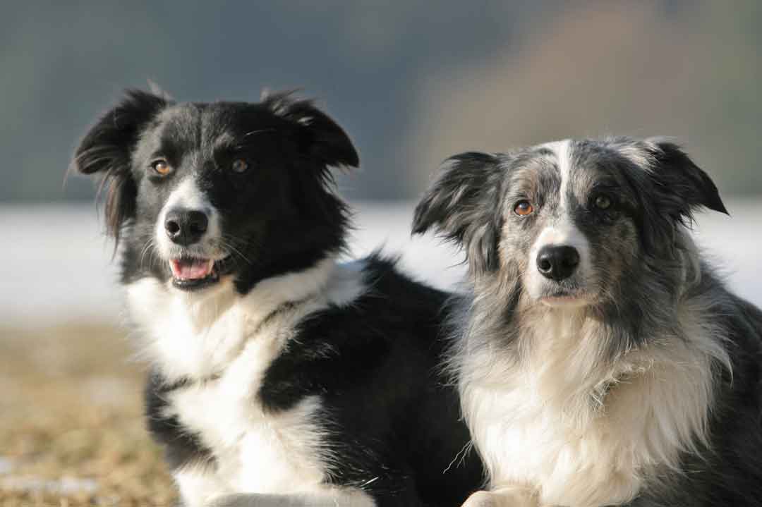 Zwei Border Collies