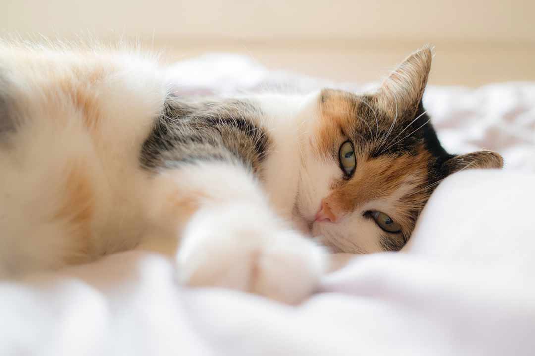 Sollten Katzen im Bett schlafen?