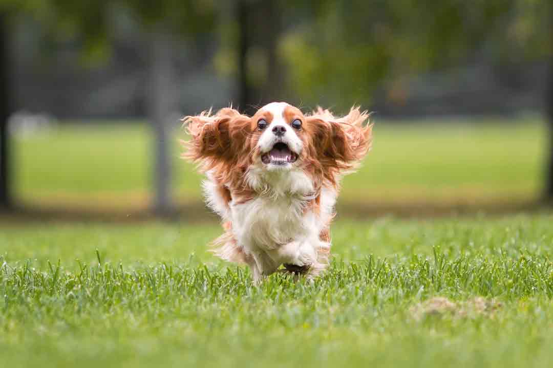 Der Hund kommt, wenn man ihn ruft