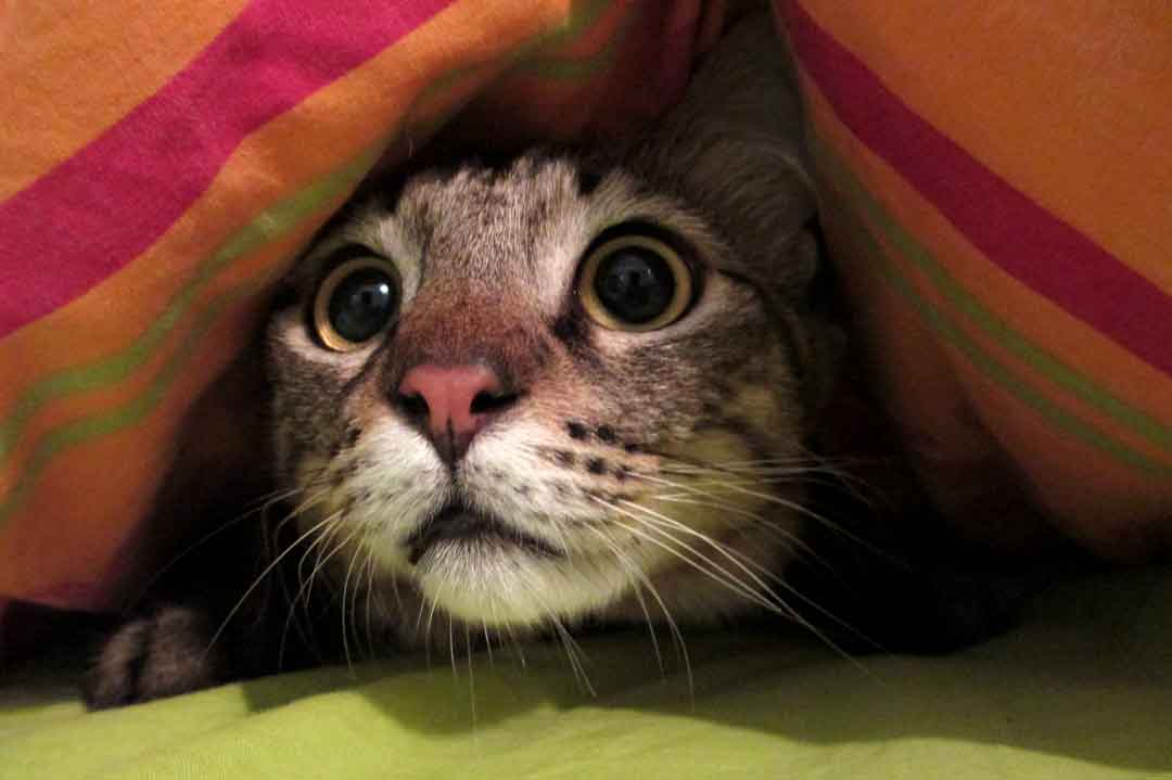 Eine ängstliche Katze verkriecht sich vor Angst unter einer Decke