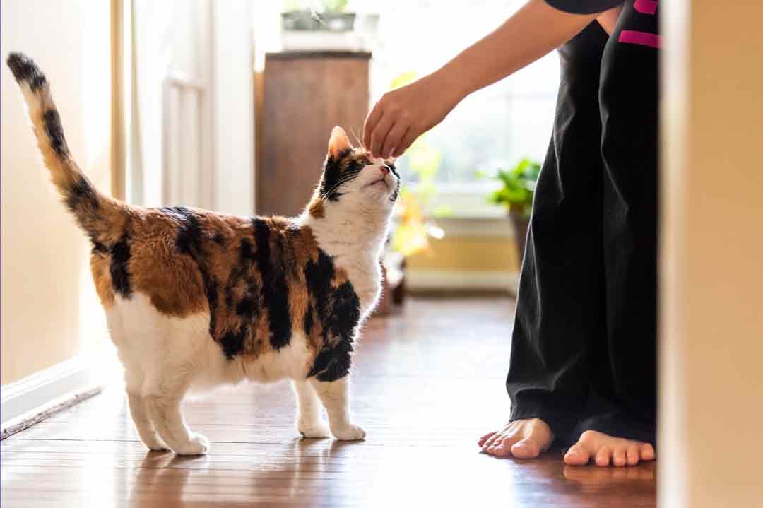 Eine Katze bekommt ein Leckerli