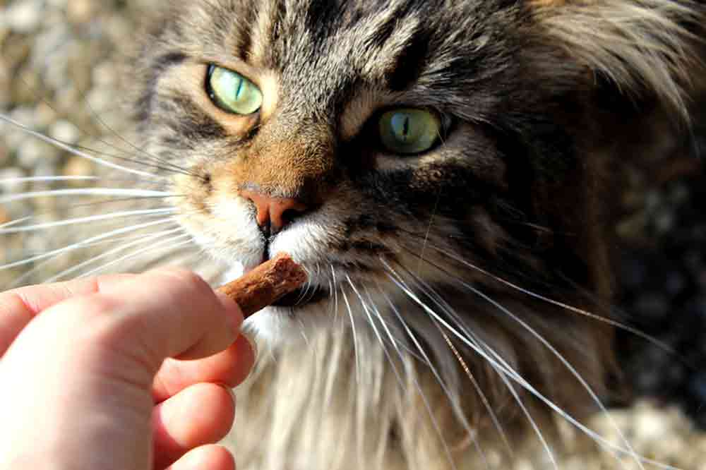 Finger weg von diesen Katzen-Leckerlis