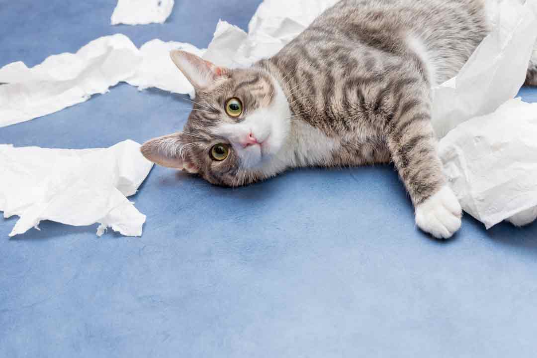 Katze miaut nach Toilette