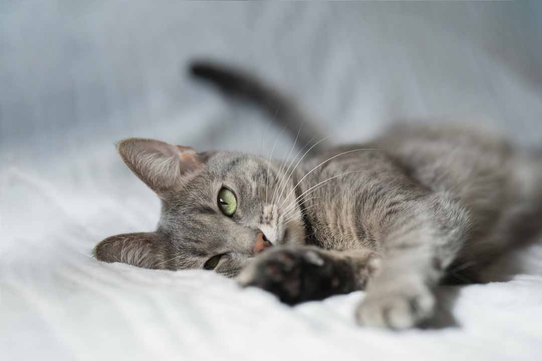 Katze schläft im Bett, weil sie es kann.