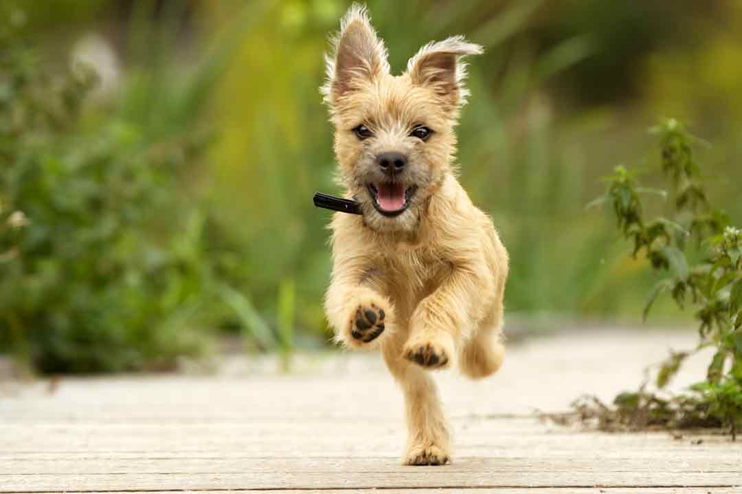 Rückruf mit dem Hund trainieren