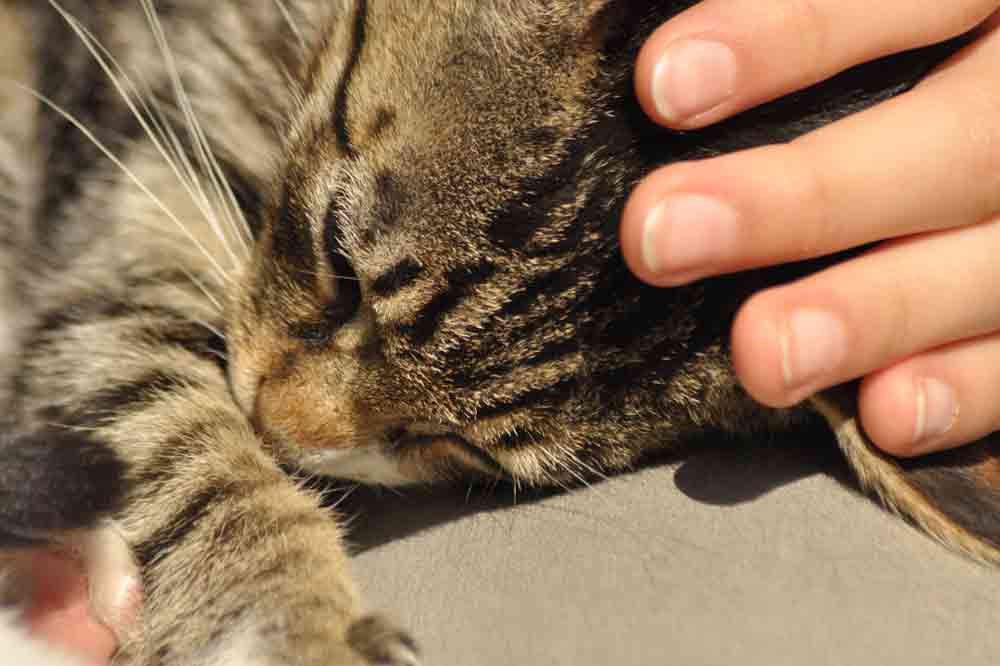 Bessere Bindung zur Katze aufbauen