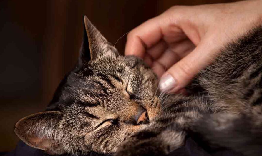 Bindung zur Katze stärken: So geht’s