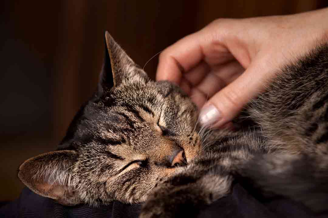 Bindung zur Katze stärken