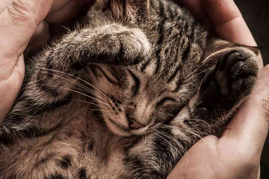 Bindung zur Katze verbessern