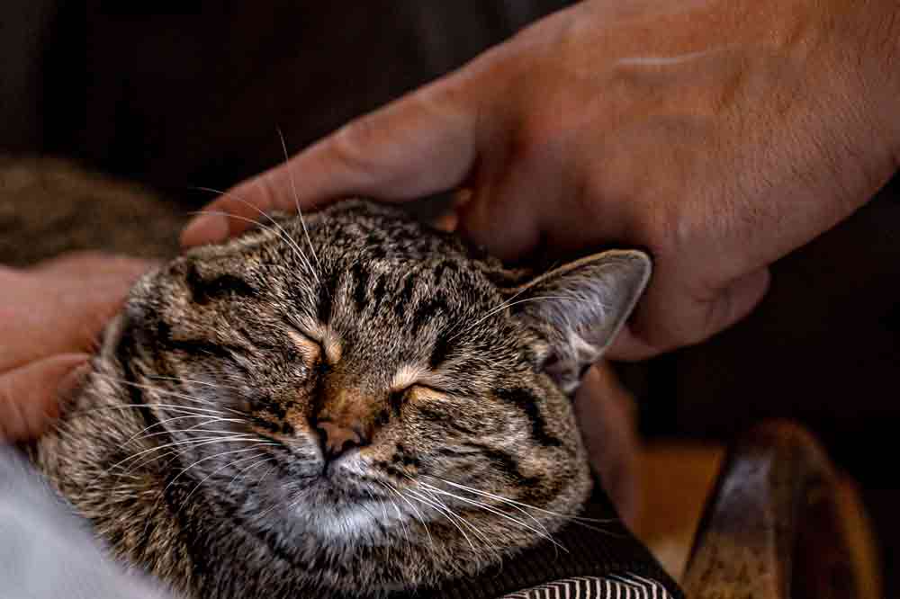 Wie gut ist Deine Bindung zur Katze?