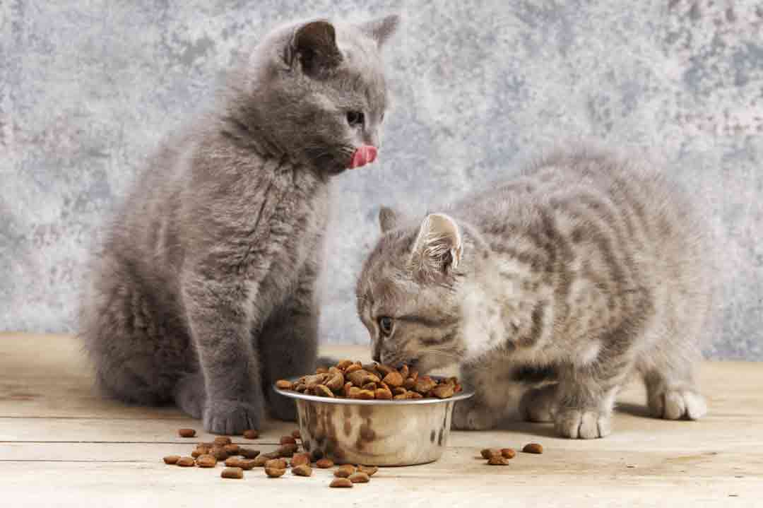 Ernährungsirrtümer bei Katzen