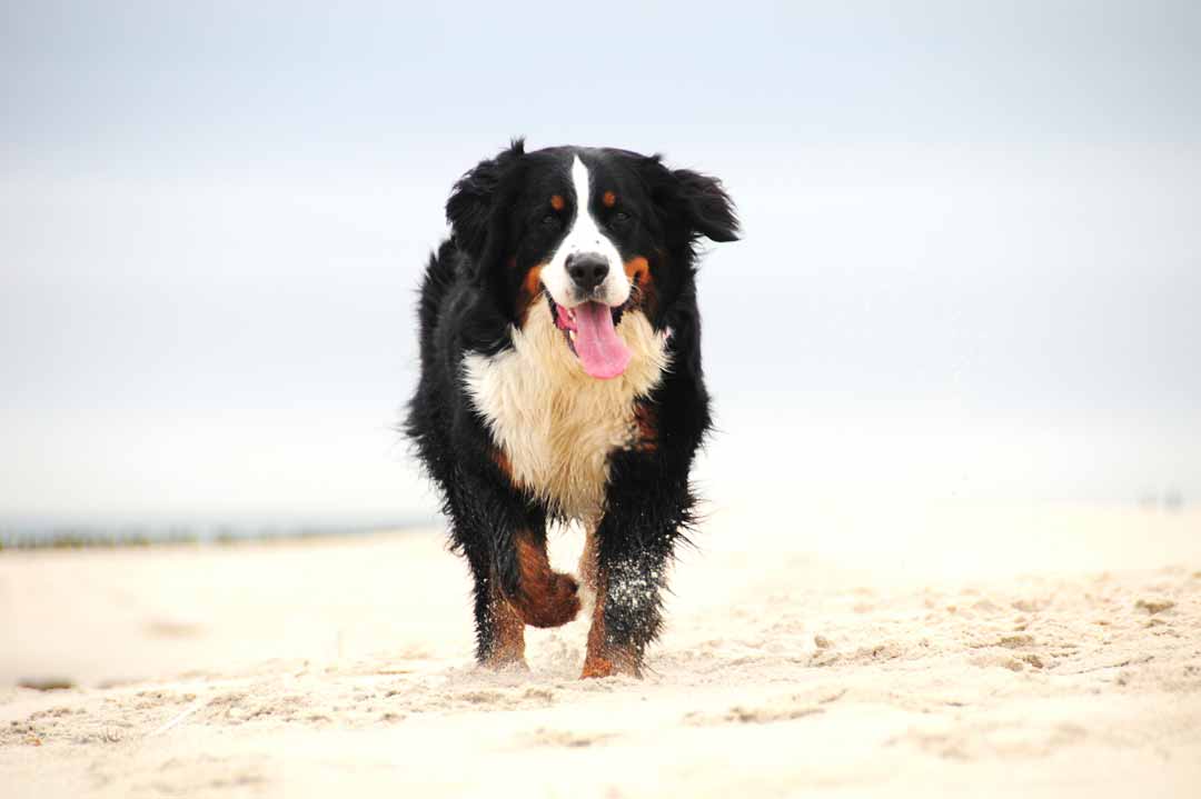 Familienhunde: der Berner Sennenhund