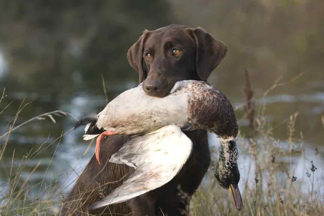 Familienhunde: der Labrador Retriever