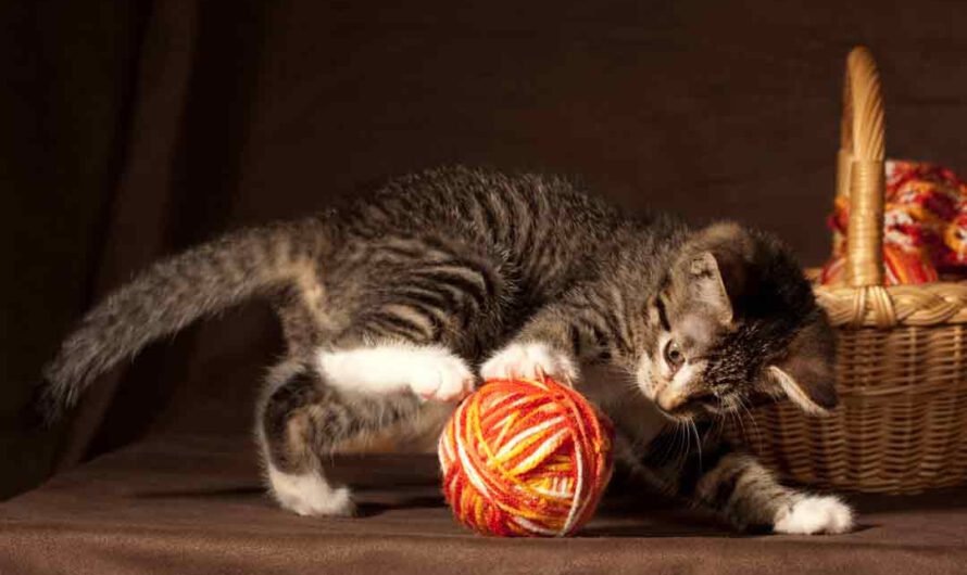 Die 10 häufigsten Fehler beim Spielen mit Katzen
