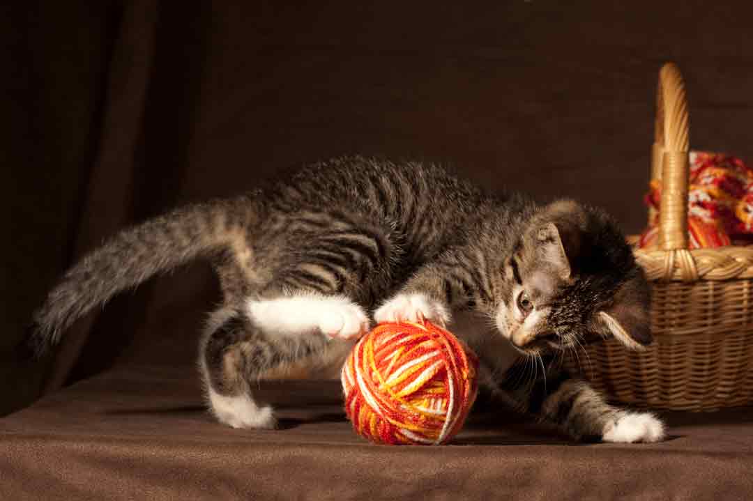 Fehler beim Spielen mit der Katze