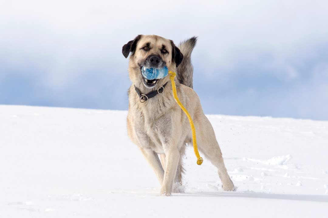 Große Hunderassen: der Kangal