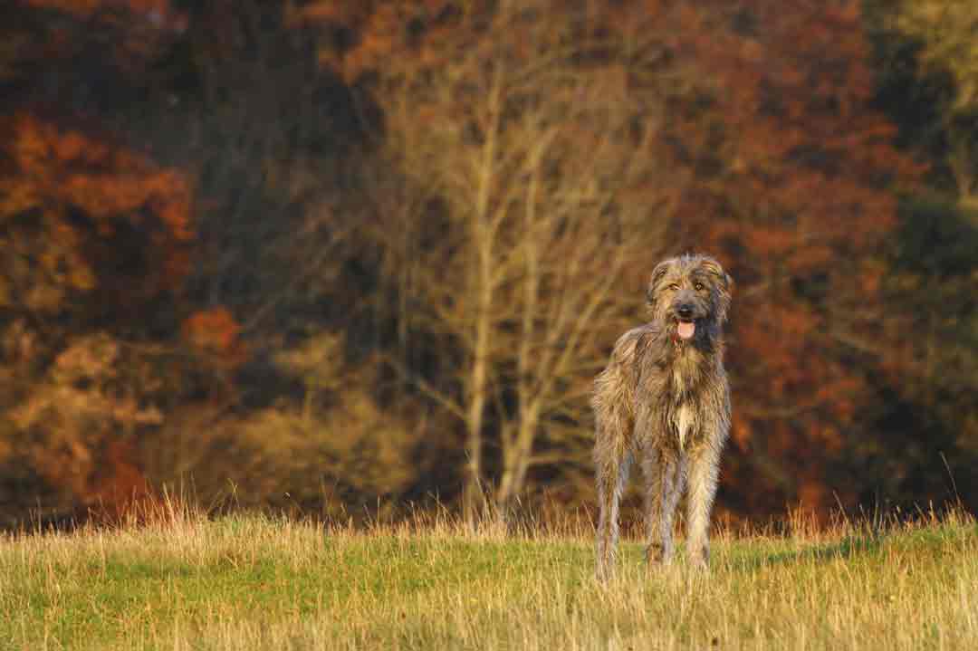 Große Hunderassen: Irischer Wolfshund