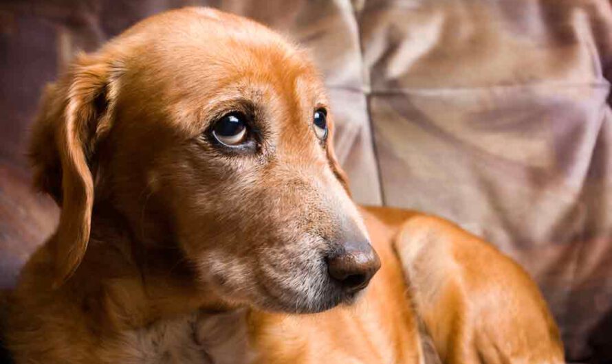 7 Anzeichen, dass Dein Hund Schmerzen hat