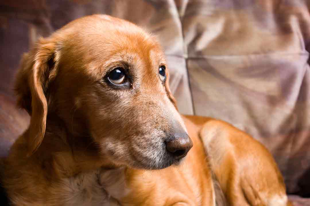 Hat der Hund Schmerzen? So erkennst Du es.