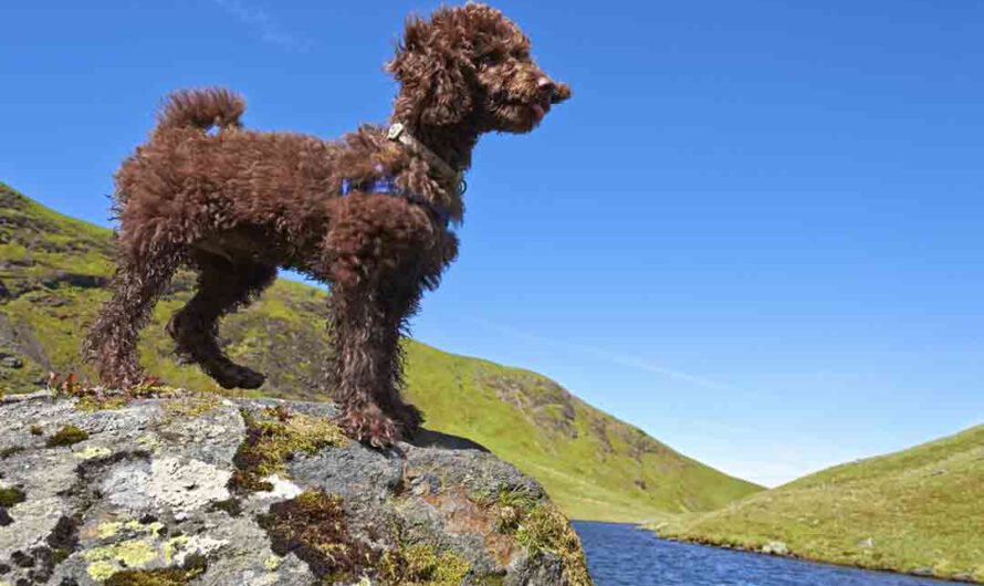 Hund trotz Allergie? Mit diesen Rassen klappt’s!