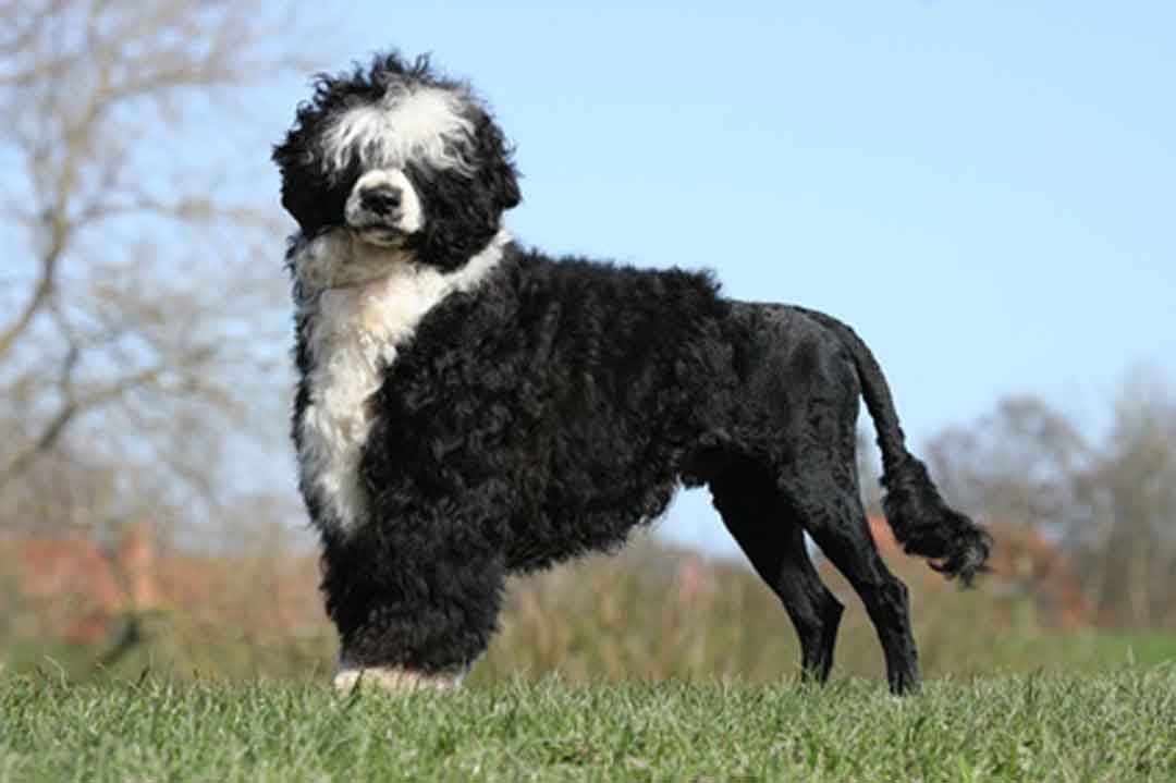 Hund trotz Allergie: portugiesischer Wasserhund