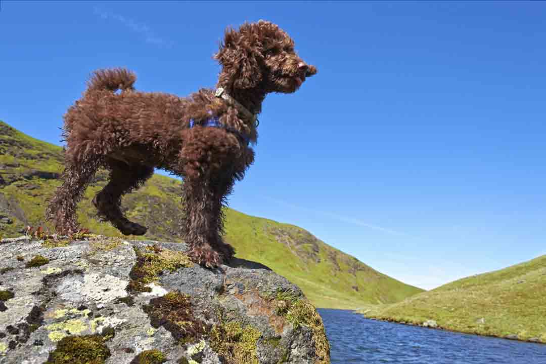 Hund trotz Allergie: der Pudel