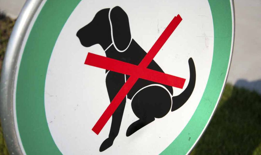 Mietvertrag: Darfst Du einen Hund halten?