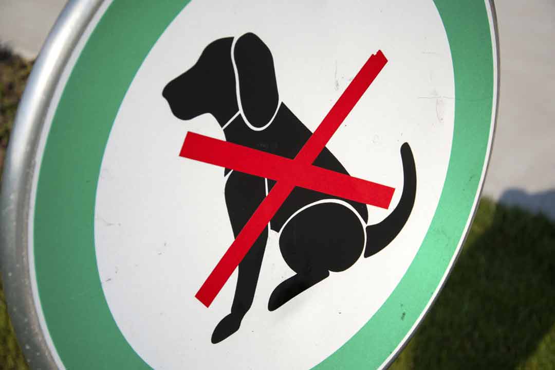 Hundehaltung: Was steht im Mietvertrag?