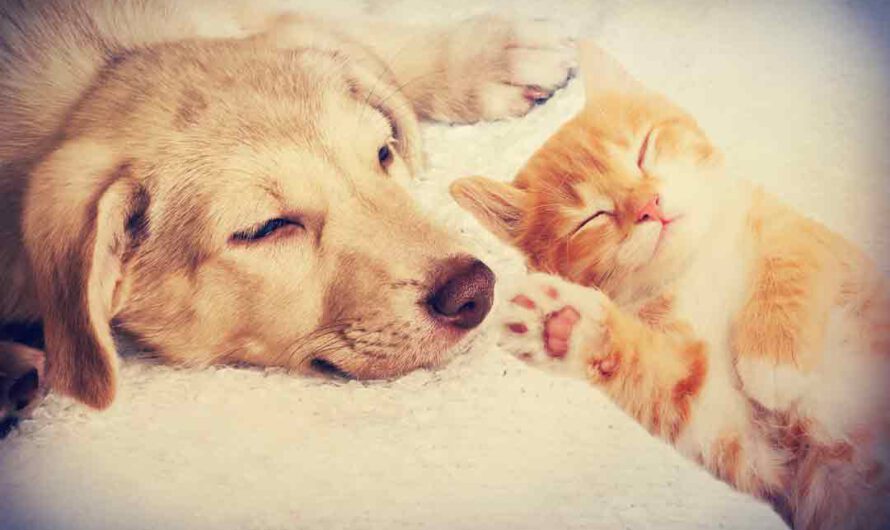 Tipps: So vertragen sich Hunde und Katzen