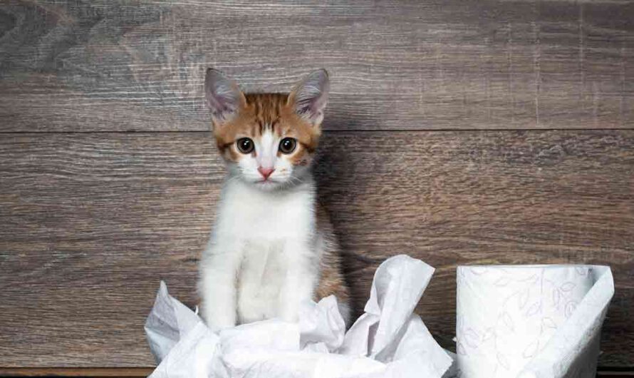 Darum spielen Katzen so gern mit Klopapier