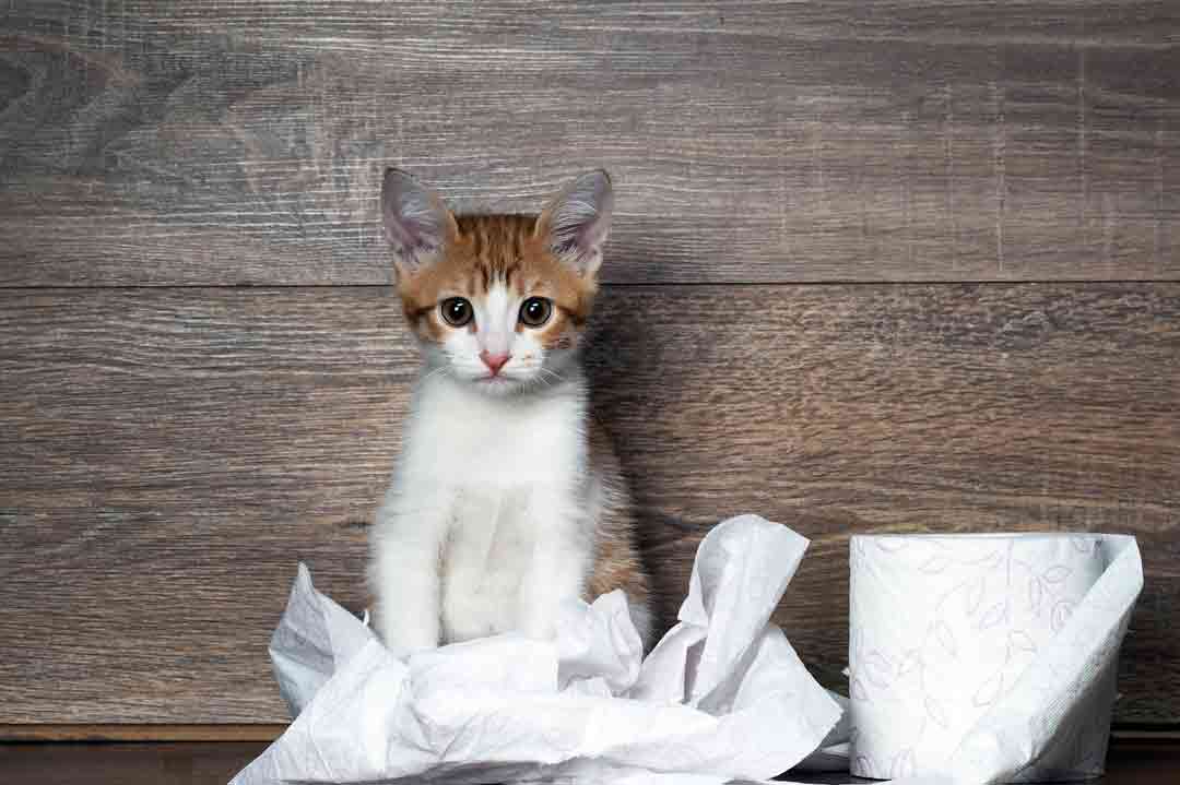 Katze spielt mit Klopapier.