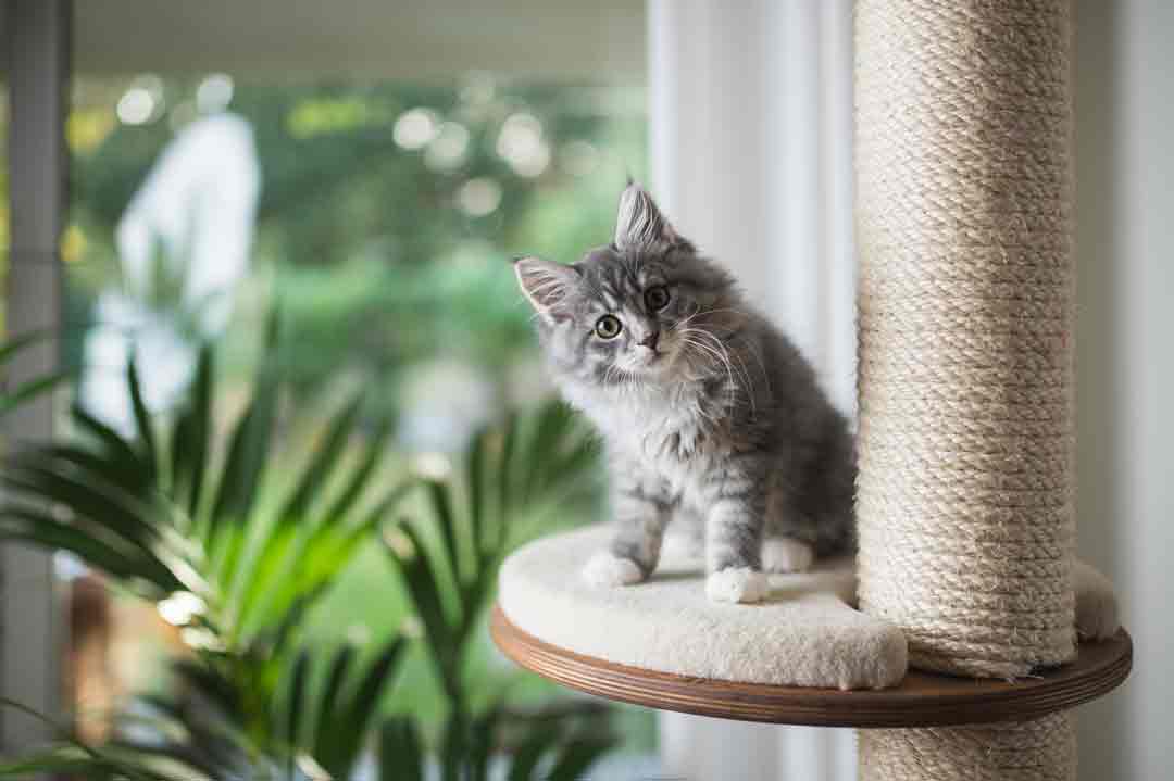 Eine Katze schaut von einem Kratzbaum