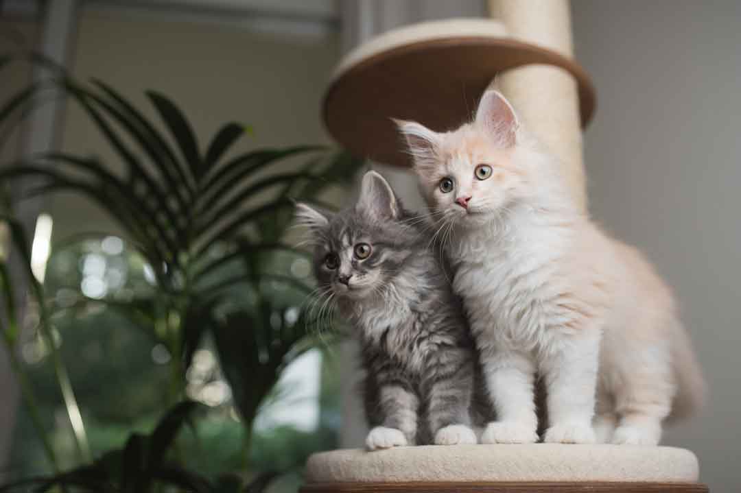 Zwei Katzen auf einem Kratzbaum