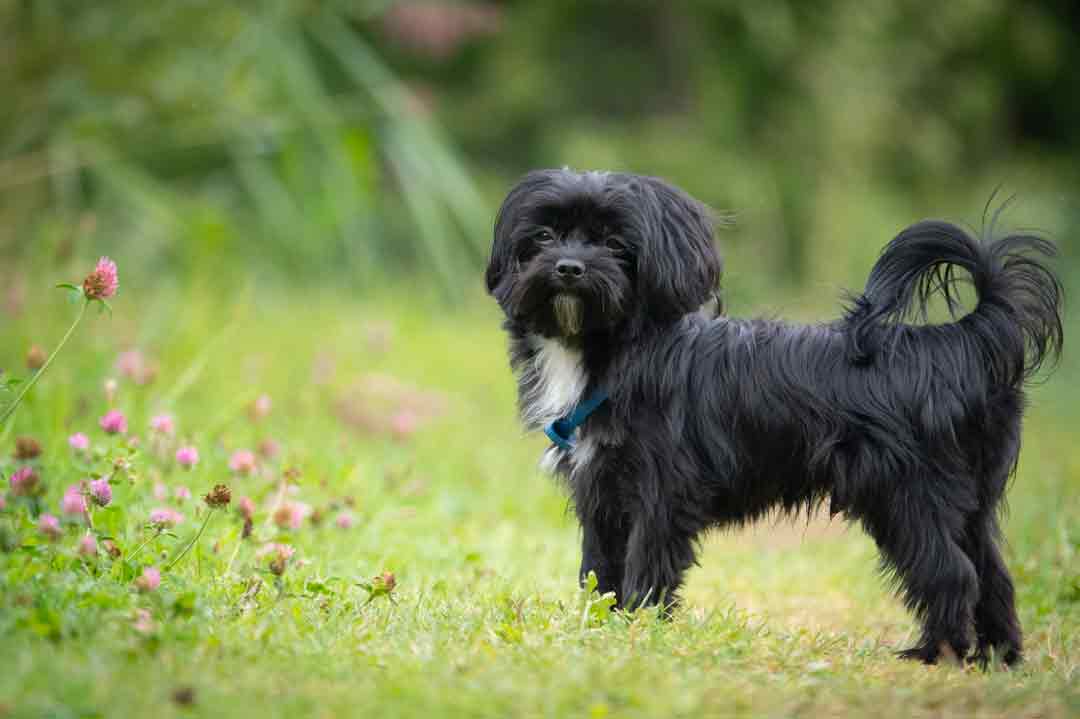 Kleinste Hunde: Bolonka Zwetna