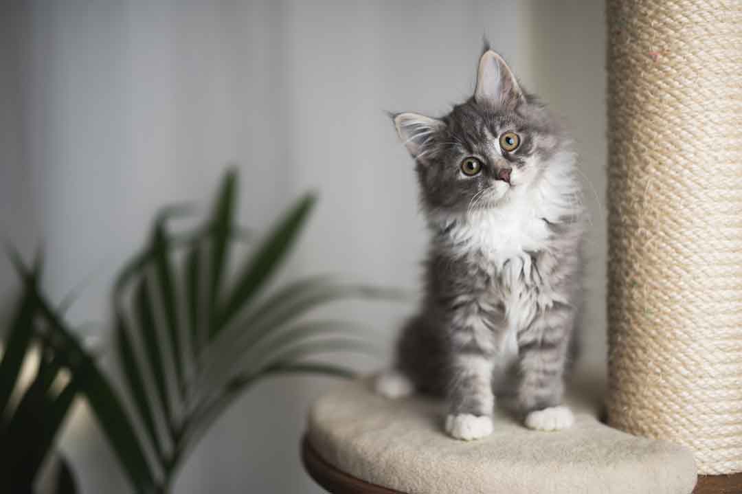 Katze auf einem Kratzbaum